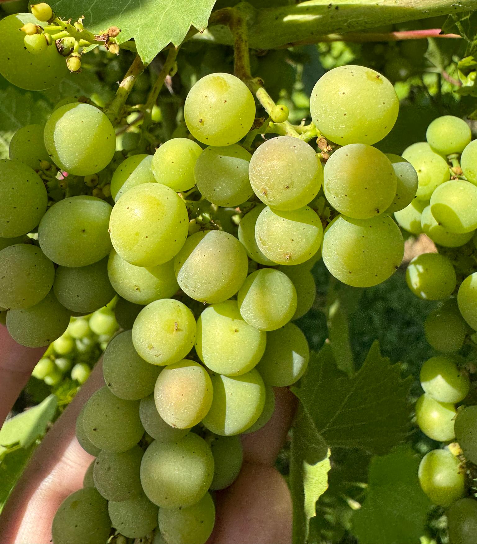 Marquette grapes hanging from a tree limb.